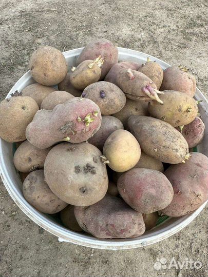 Семенной картофель
