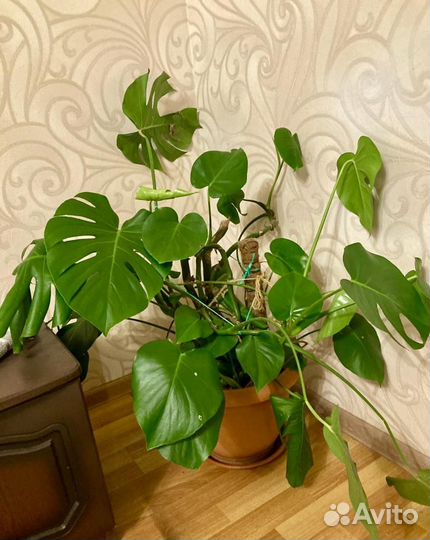 Монстера взрослая