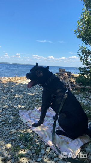 Американский стаффордширский терьер вязка