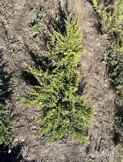 Можжевельник Андорра Компакт