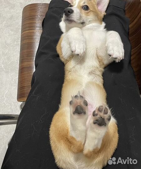 Мальчик вельш корги Пемброк