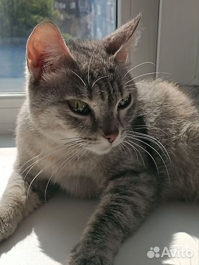 Кошка в добрые ручки