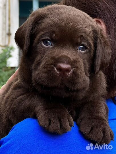 Щенки лабрадора