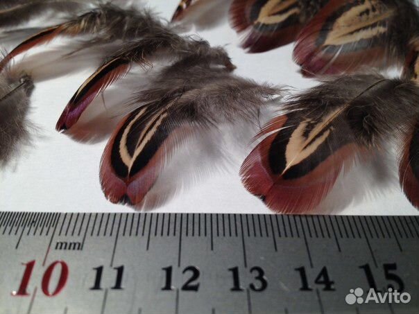 Перья птиц