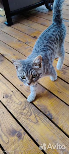 Котята в добрые руки бесплатно