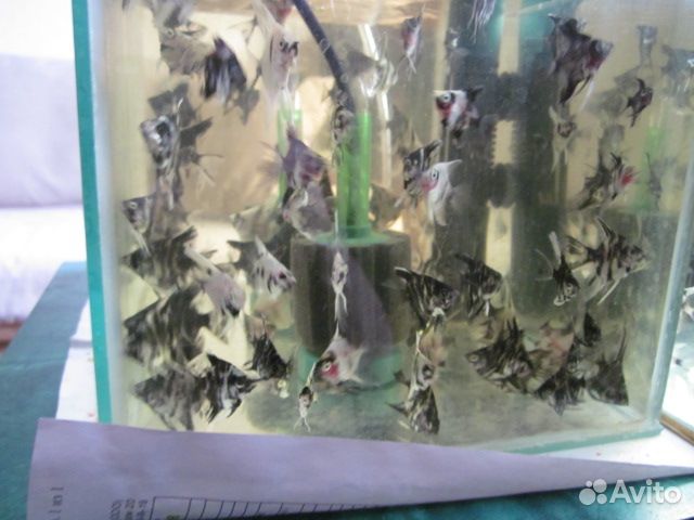 Рыбки скалярии