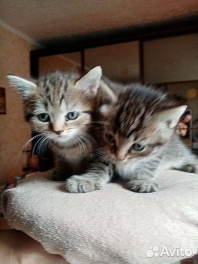 Кошка и кот