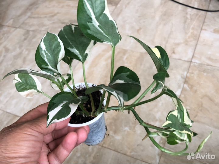 Сцендапсус