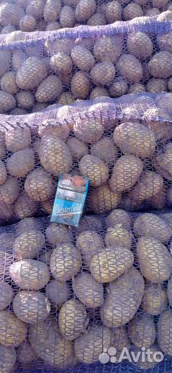 Продам картофель оптом