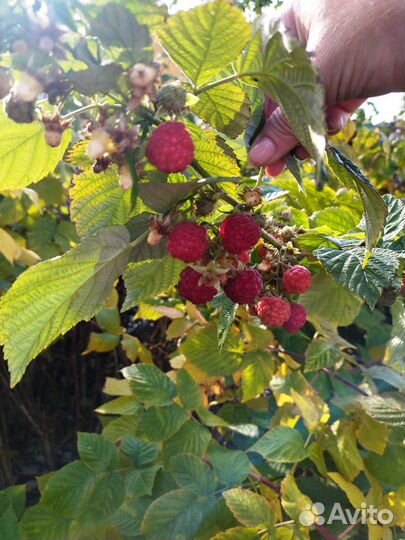 Продам саженцы ремонтантной малины