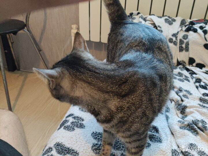 Отдам кота в добрые руки