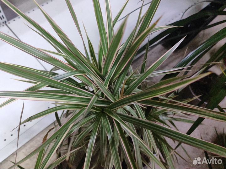 Пальма драцена