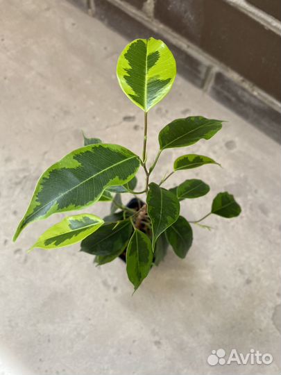 Фикус бенджамина