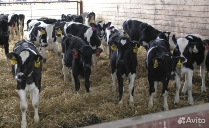 Телята бычки