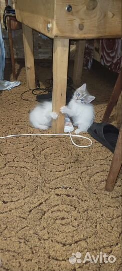 Котята в добрые руки бесплатно