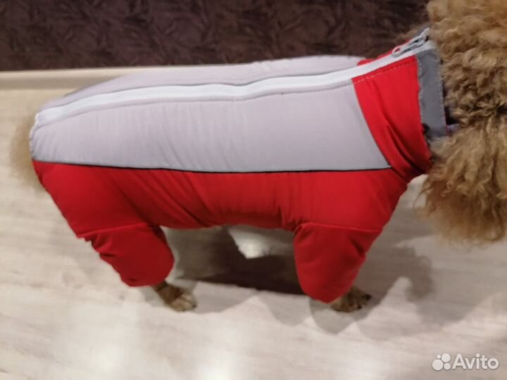 Новый зимний комбинезон для собак