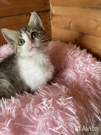 Кошка в дар бесплатно