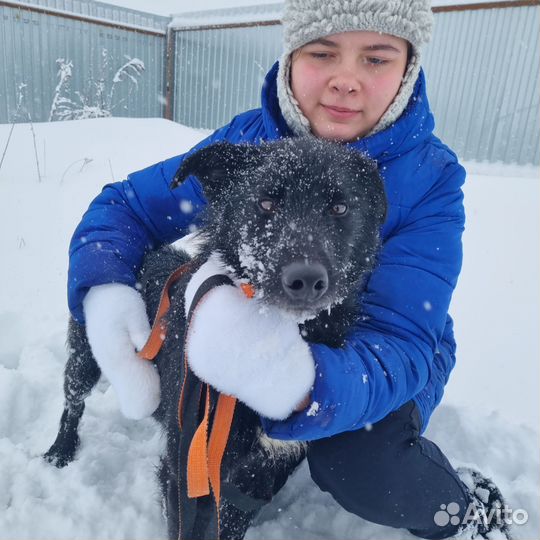 Пес в добрые руки
