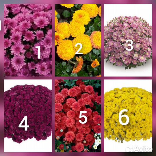 Хризантема мультифлора