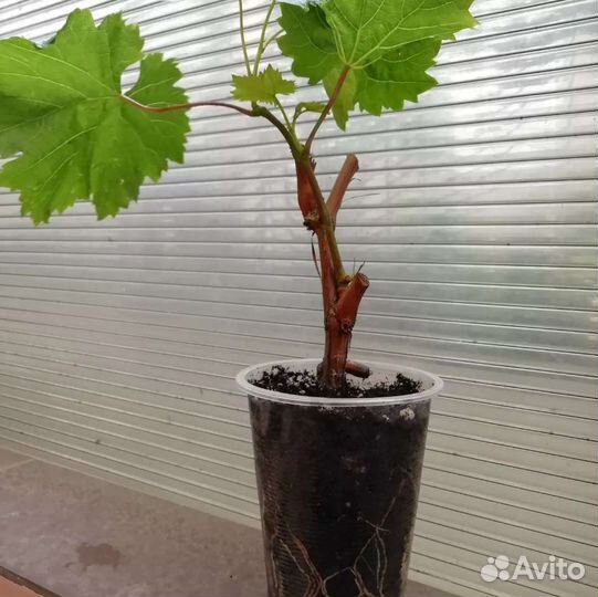 Виноград киш миш