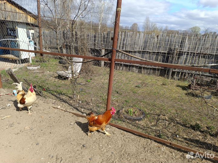 Домашние животные