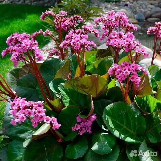 Бадан (Бергения) Слоновьи уши