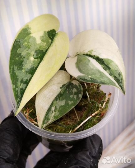 Сциндапсус маяри