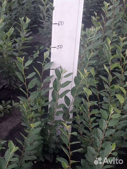 Кизильник блестящий