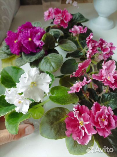 Подарю эти фиалочки