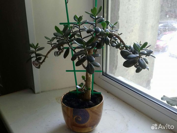 Денежное дерево толстянка