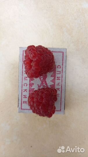 Продам малину или поменяю на абрикос