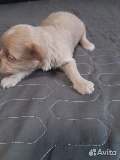 Мальтипу f1 девочка