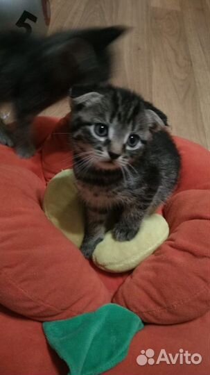 Чудный котёнок-мальчик в дар с гарантией