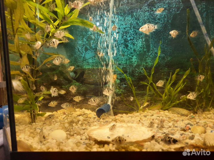 Рыбки-Тигровый попугай