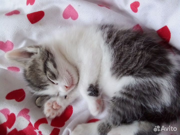 Котята в дар бесплатно
