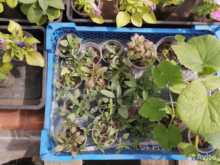 Рассада овощных, пряно-аромат.и лекарствен.культур