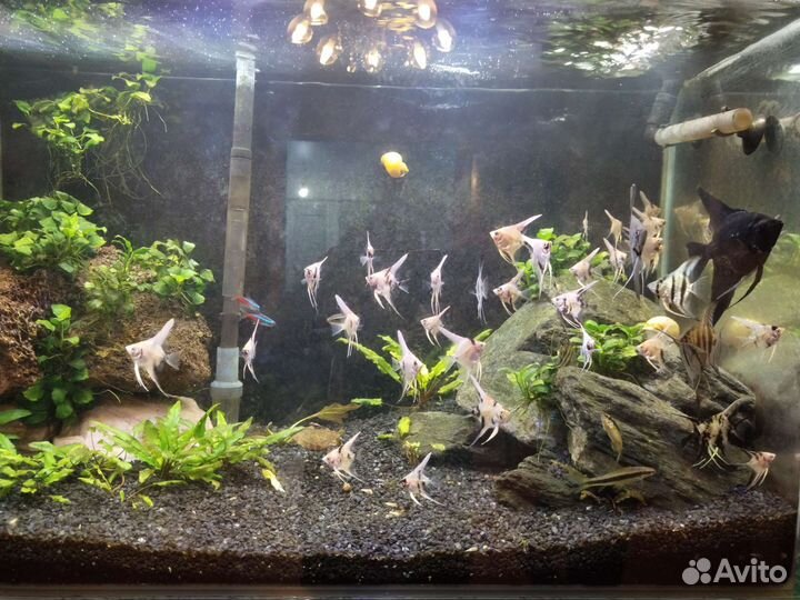 Аквариумные рыбки