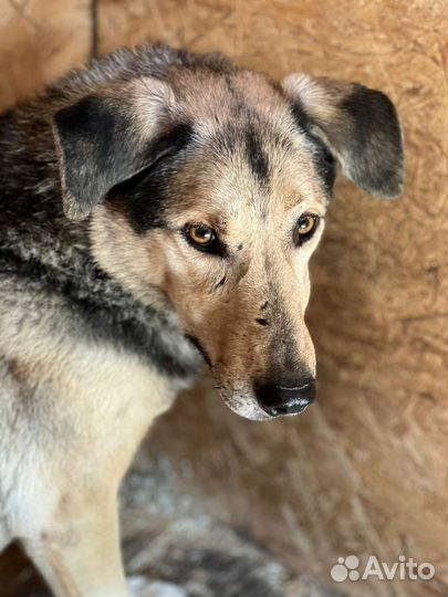 Собака Ларс. из приюта