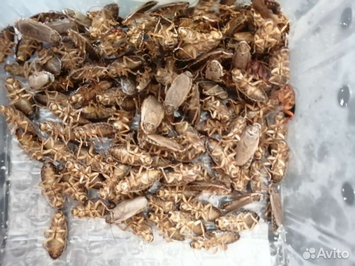 Кормовые насекомые