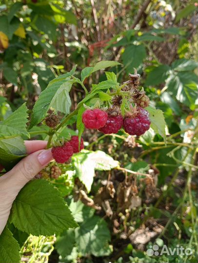 Ремонтантная малина