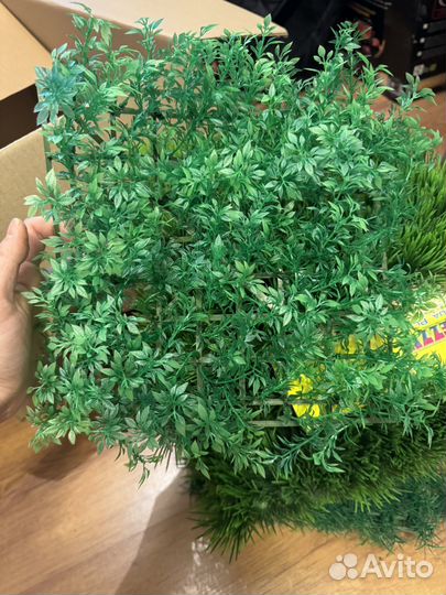 Аквариумное растение, диорама