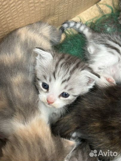 Котята для души