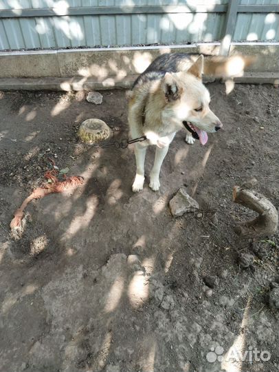 Помесь маламута