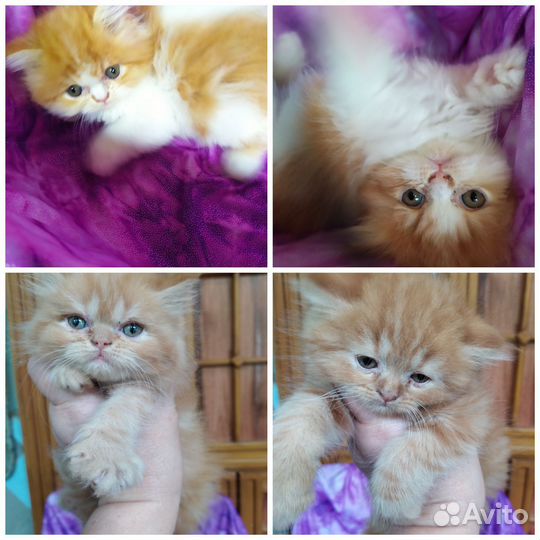 Персидские рыжие котята