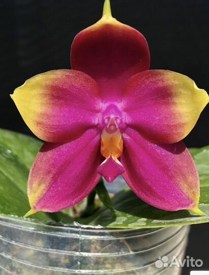 Орхидея Phal. Summer Dance queen ‘flame’