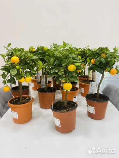 Мандариновое дерево