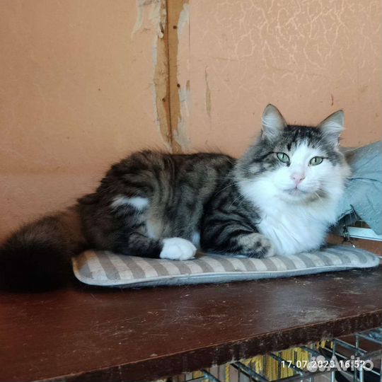 Котик в добрые руки