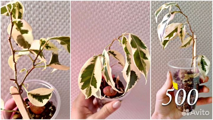 Фикус де гантель