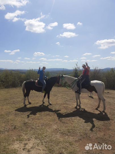 Арабо- Терский жеребчик