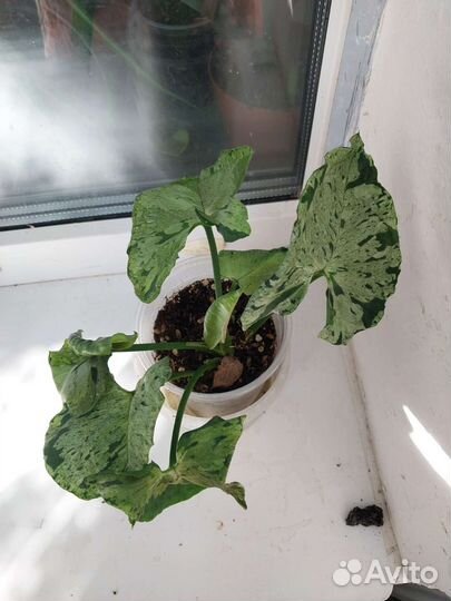 Сингониумы